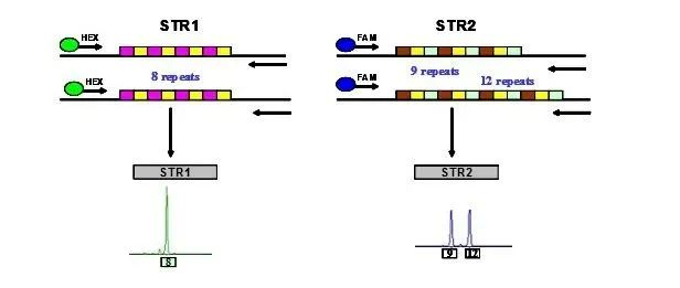 森貝伽生物：STR鑒定，為您的細(xì)胞提供身份證明